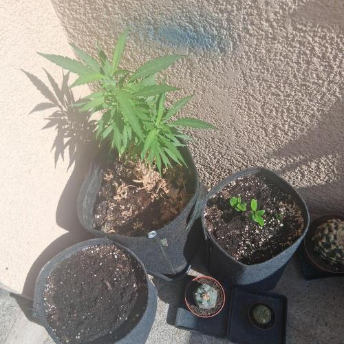 Wurlz of summer. Week 5