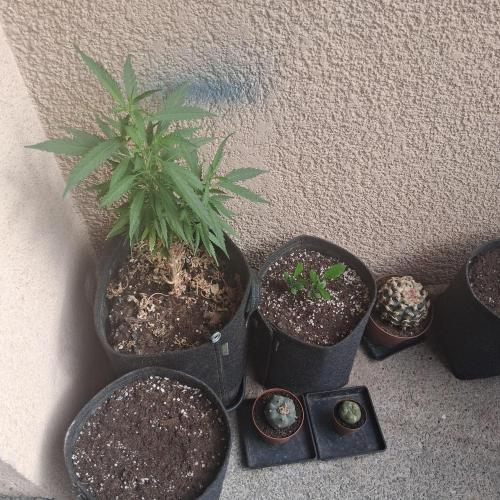 Wurlz of summer. Week 5