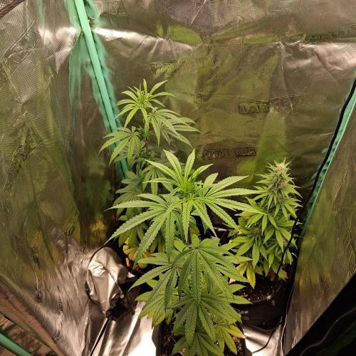 B-45 By BOOBA. Week 5