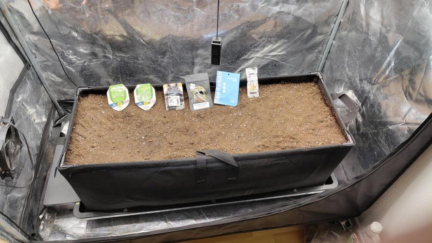 living soil beet First try tray2grow. Week 0