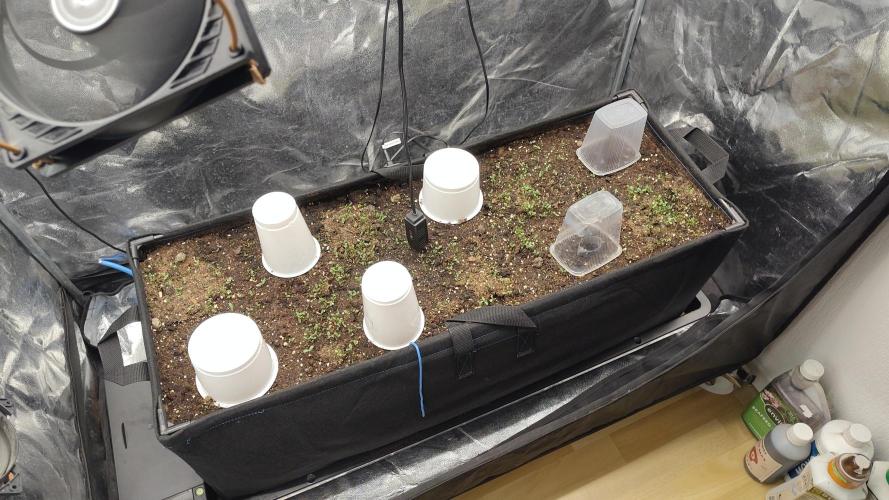 living soil beet First try tray2grow. Week 0