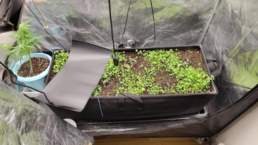 living soil beet First try tray2grow. Week 1