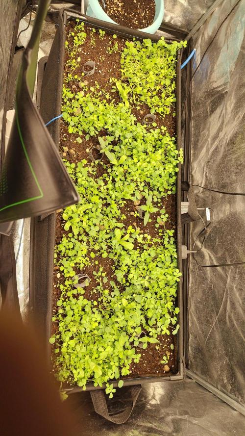 living soil beet First try tray2grow. Week 2