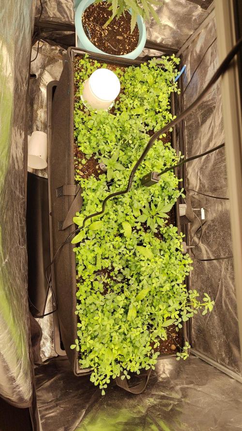 living soil beet First try tray2grow. Week 2