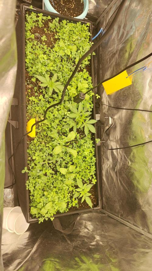 living soil beet First try tray2grow. Week 3