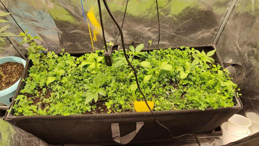 living soil beet First try tray2grow. Week 3