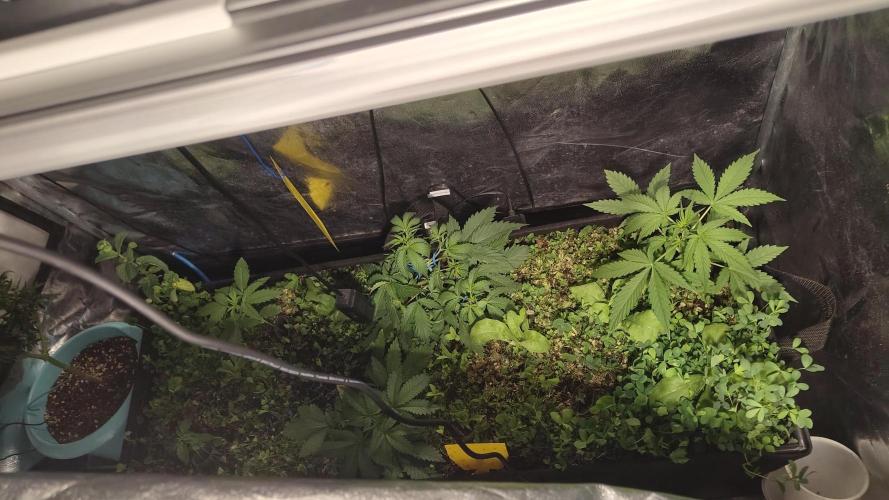 living soil beet First try tray2grow. Week 4