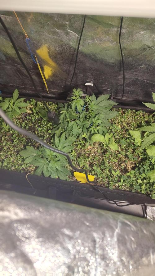 living soil beet First try tray2grow. Week 4