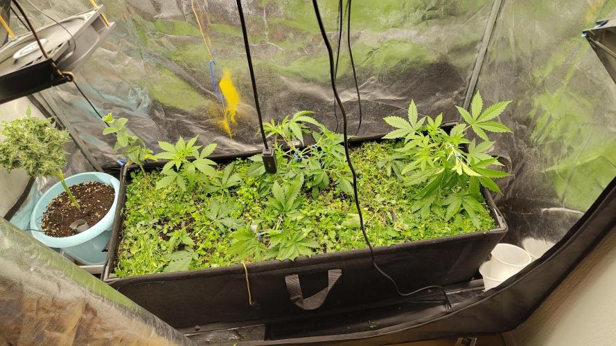 living soil beet First try tray2grow. Week 4