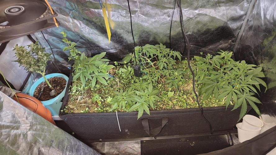 living soil beet First try tray2grow. Week 4
