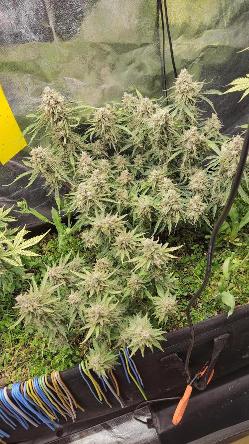 living soil beet First try tray2grow. Week 10 - Gelato 41 and Cherry cola