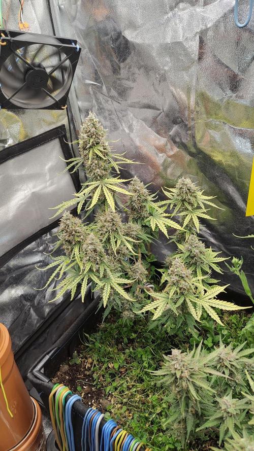 living soil beet First try tray2grow. Week 10 - super og kush