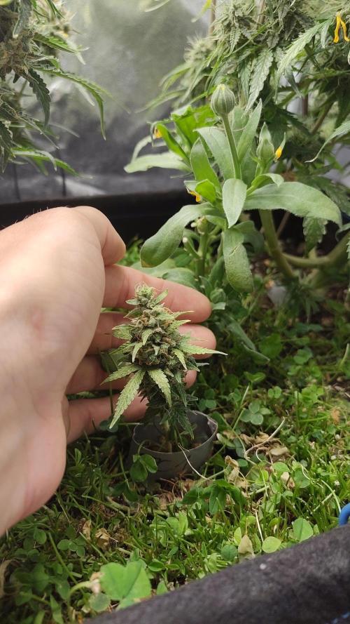 living soil beet First try tray2grow. Week 10 - Doctors Choice #1
