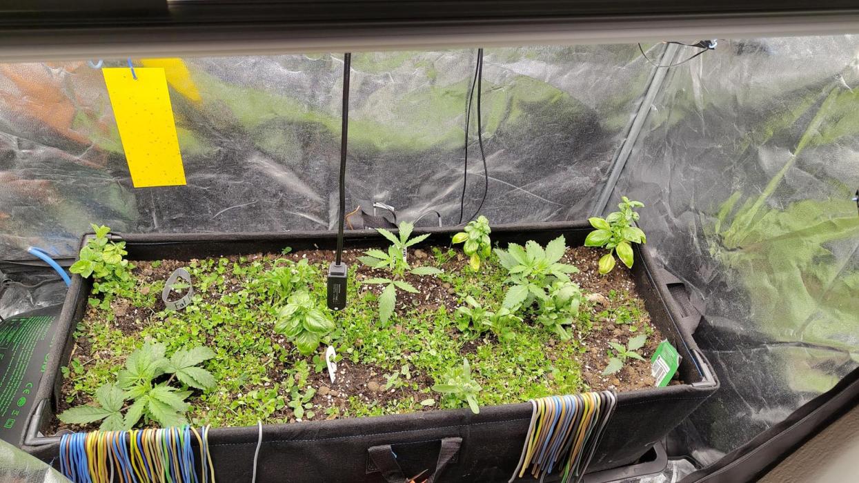 Living soil beet zweite runde. Week 2