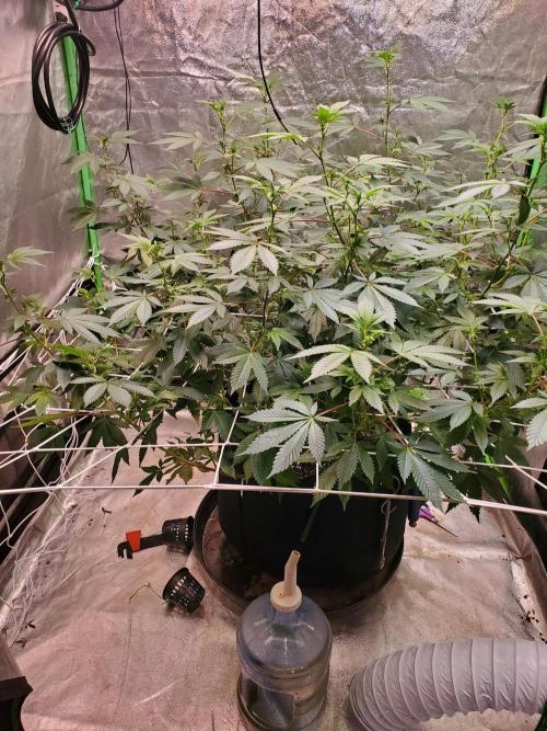 HiFi 4G - Single LST. Week 10