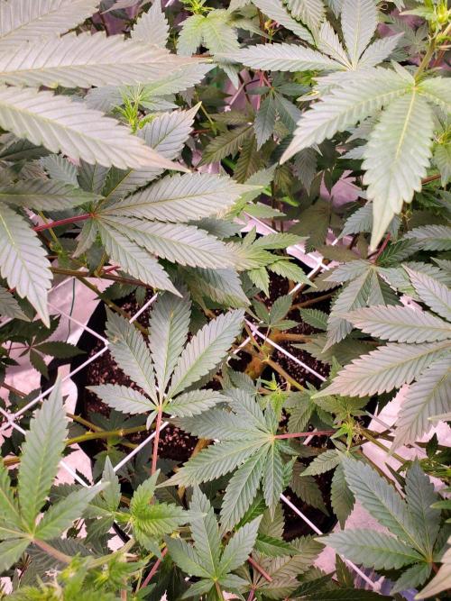 HiFi 4G - Single LST. Week 10