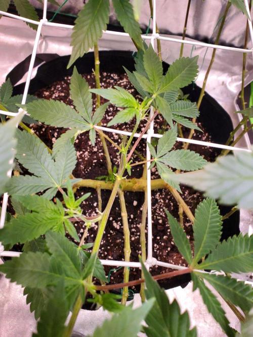 HiFi 4G - Single LST. Week 10