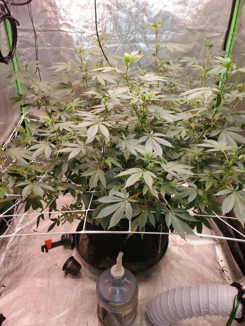 HiFi 4G - Single LST. Week 10