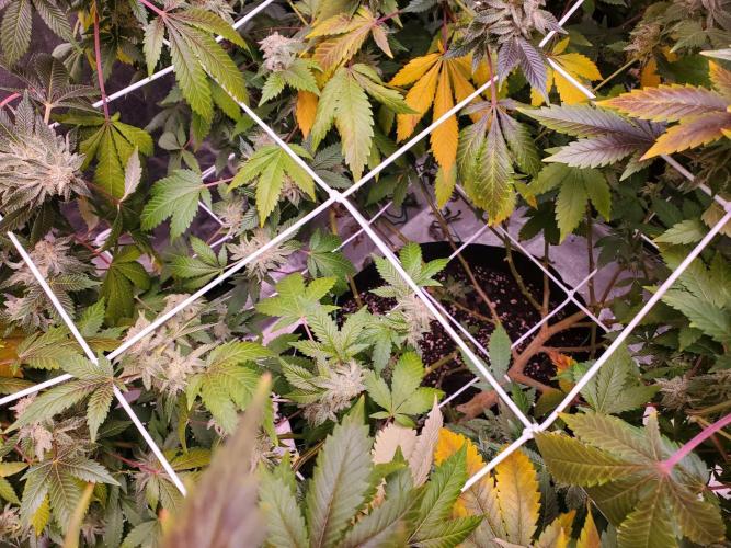 HiFi 4G - Single LST. Week 12