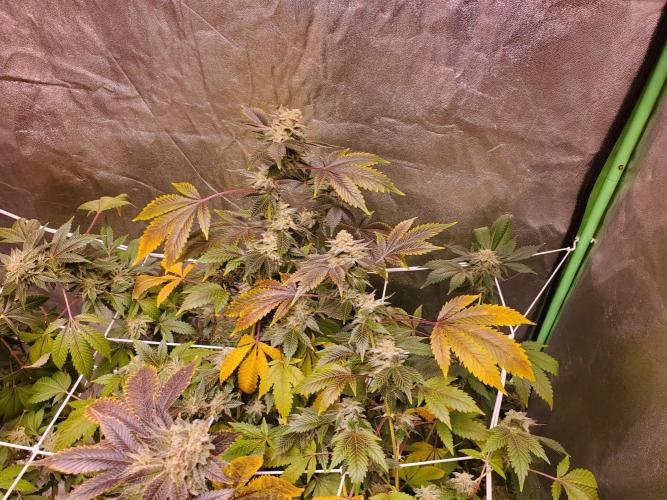 HiFi 4G - Single LST. Week 12