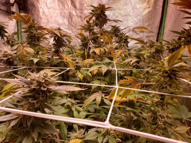 HiFi 4G - Single LST. Week 12