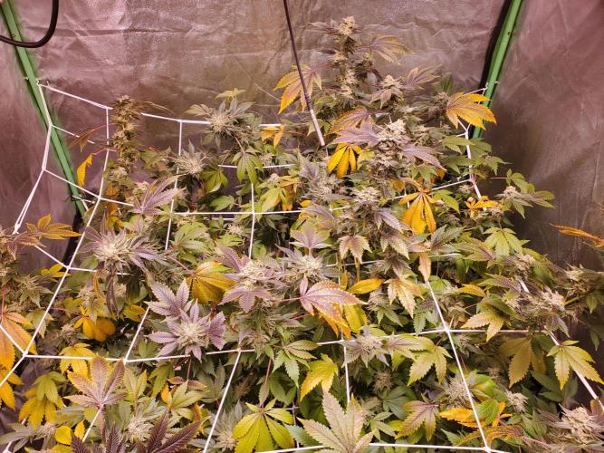 HiFi 4G - Single LST. Week 12