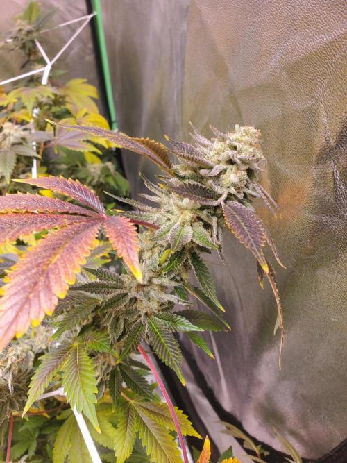 HiFi 4G - Single LST. Week 14