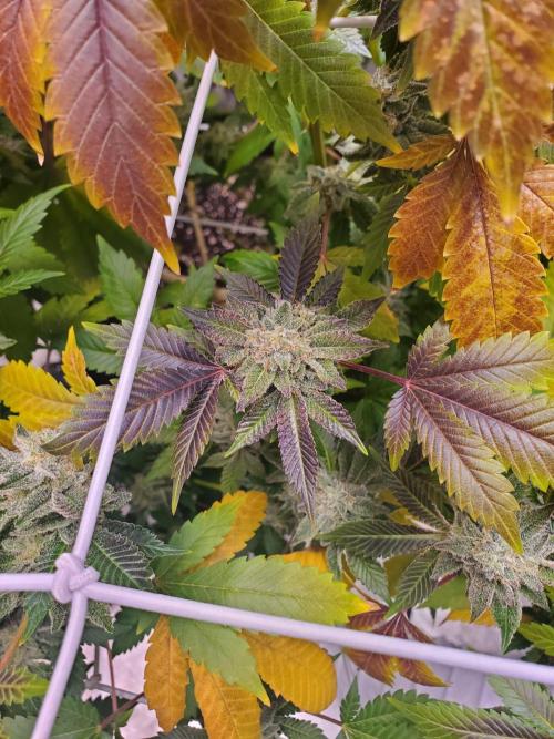 HiFi 4G - Single LST. Week 14