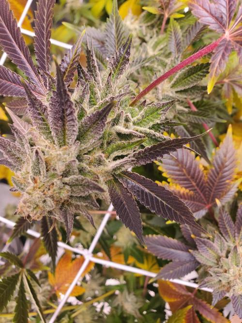 HiFi 4G - Single LST. Week 14