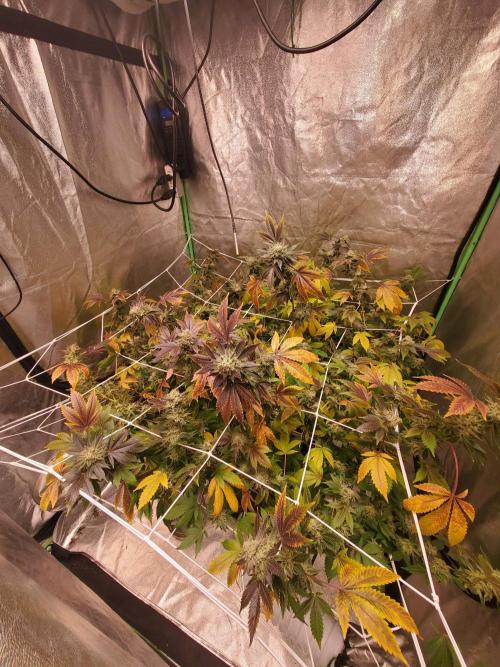 HiFi 4G - Single LST. Week 14