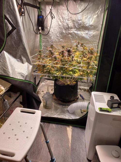 HiFi 4G - Single LST. Week 8