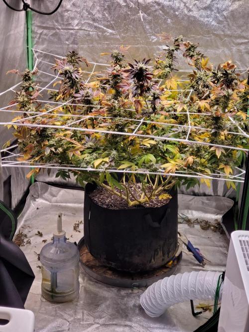 HiFi 4G - Single LST. Week 8