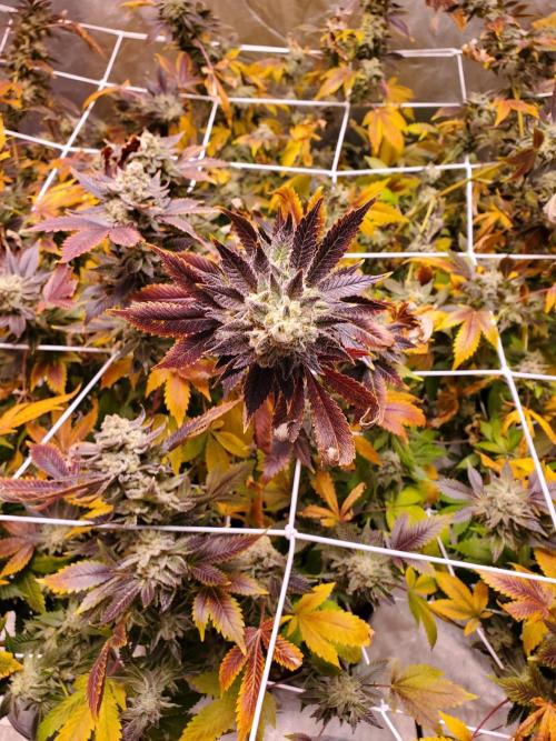 HiFi 4G - Single LST. Week 8