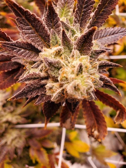 HiFi 4G - Single LST. Week 8