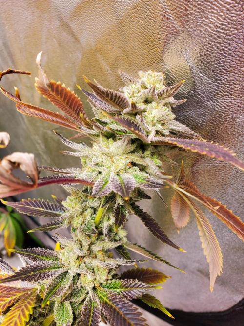 HiFi 4G - Single LST. Week 8