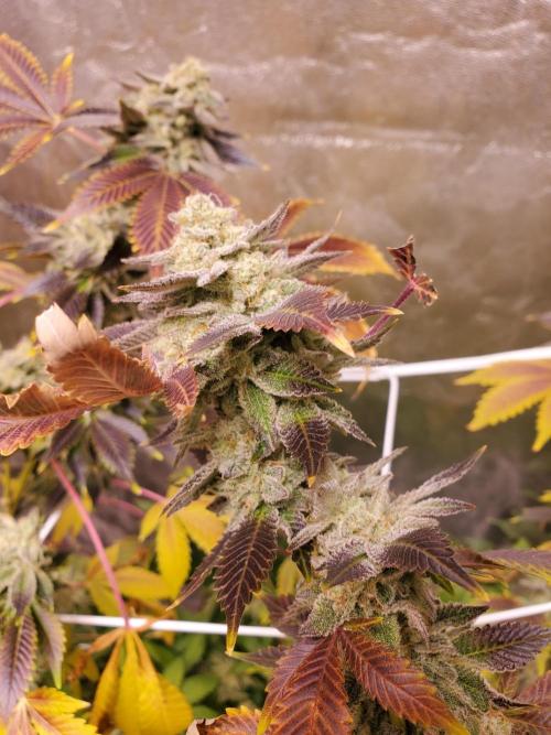 HiFi 4G - Single LST. Week 8