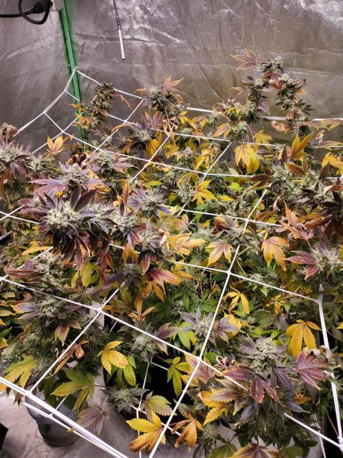 HiFi 4G - Single LST. Week 8