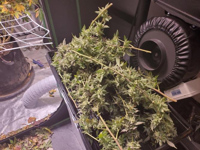 HiFi 4G - Single LST. Week 9