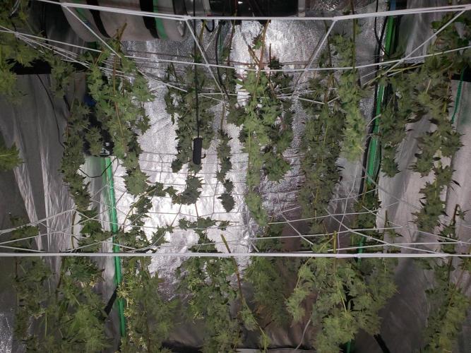 HiFi 4G - Single LST. Week 9