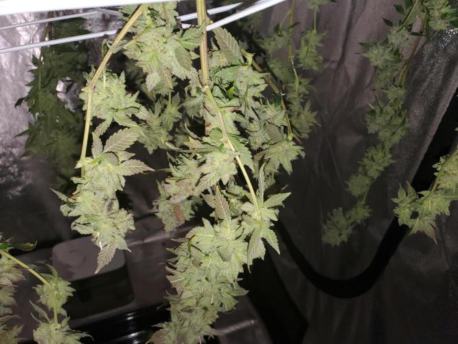 HiFi 4G - Single LST. Week 9