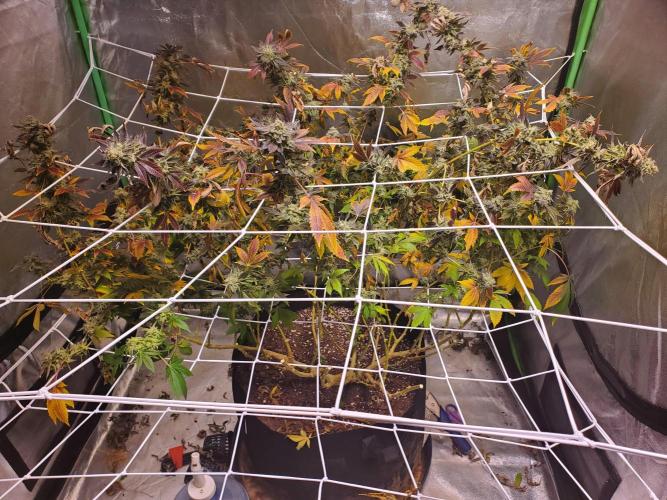 HiFi 4G - Single LST. Week 9