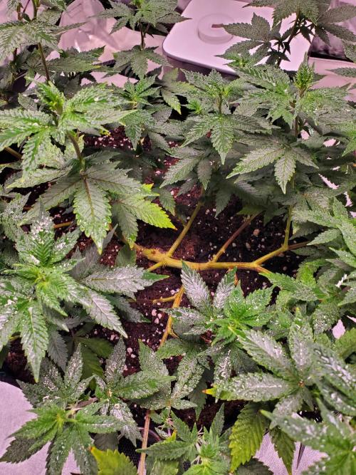 HiFi 4G - Single LST. Week 4