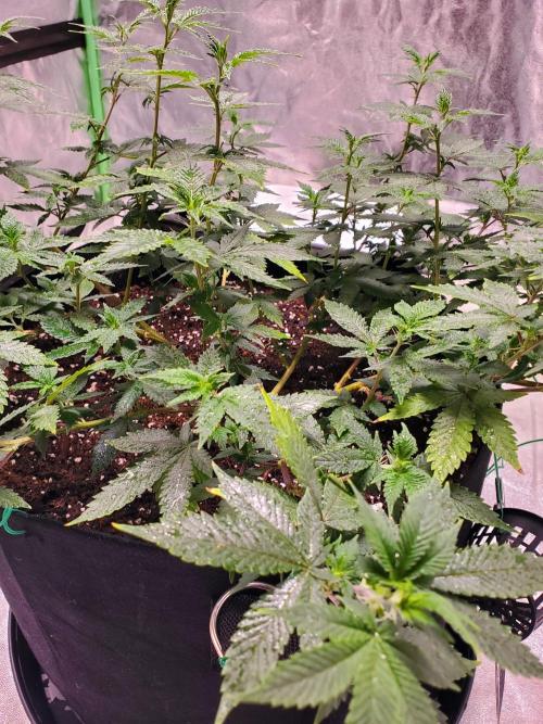 HiFi 4G - Single LST. Week 4