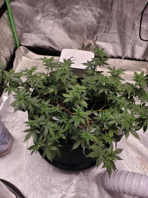 HiFi 4G - Single LST. Week 4
