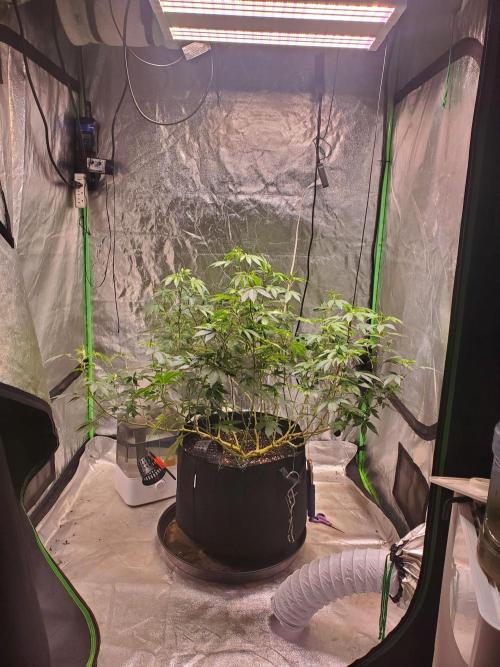 HiFi 4G - Single LST. Week 7