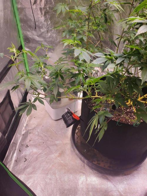 HiFi 4G - Single LST. Week 7
