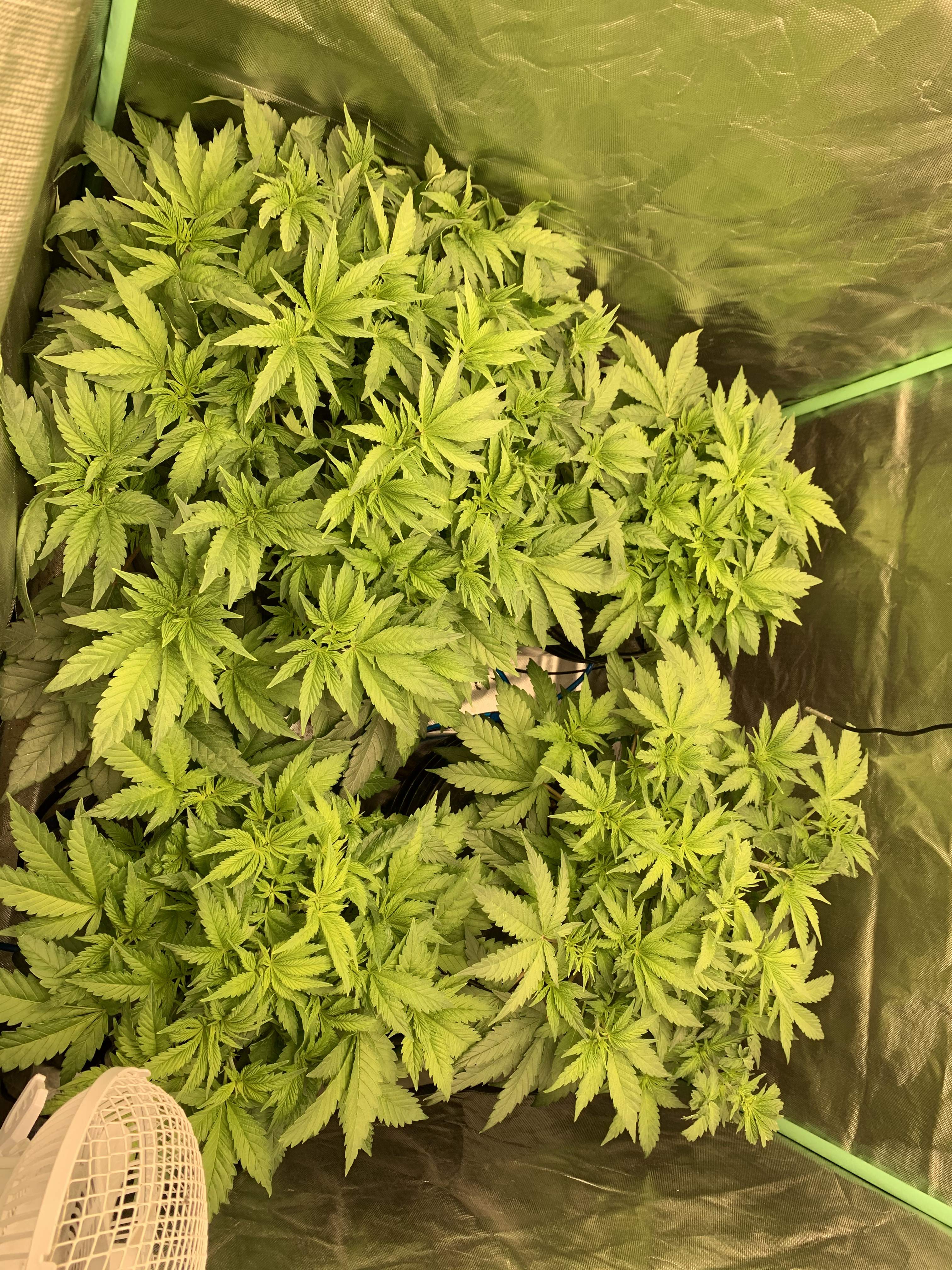 Strawberry banana kush grow diary (journal) week7 by Gbomb GrowDiaries