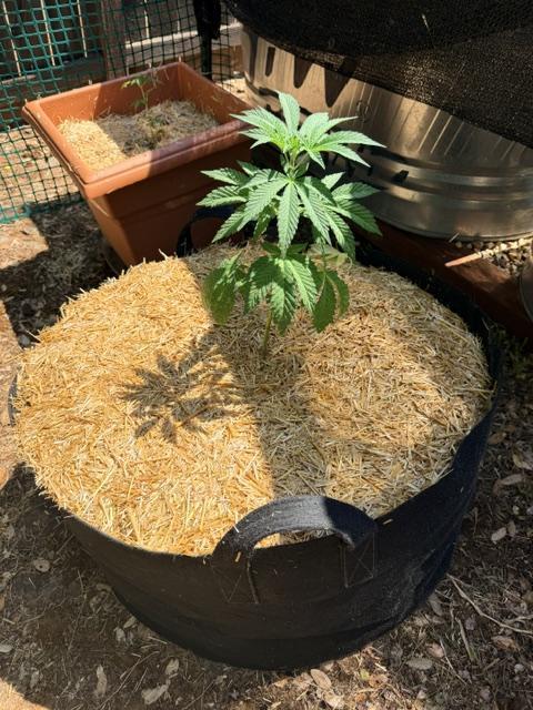 Vanilla Creme Pie. Week 2 - Vanilla Creme Pie feminized