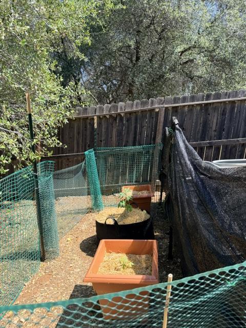 Vanilla Creme Pie. Week 2 - The grow area - fenced to keep dogs out