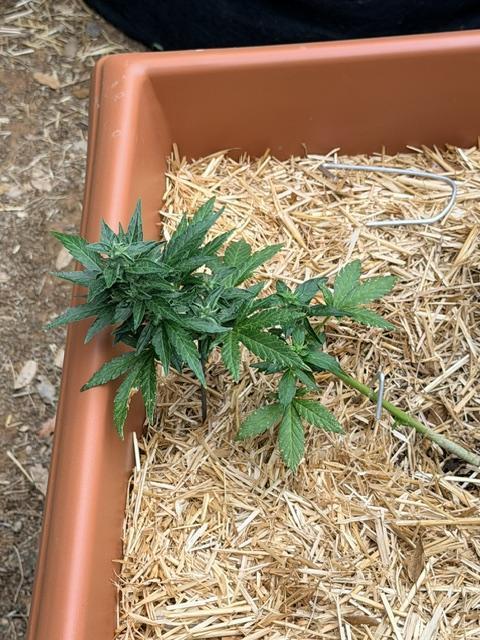 Vanilla Creme Pie. Week 8 - DP auto - flowering with LST
